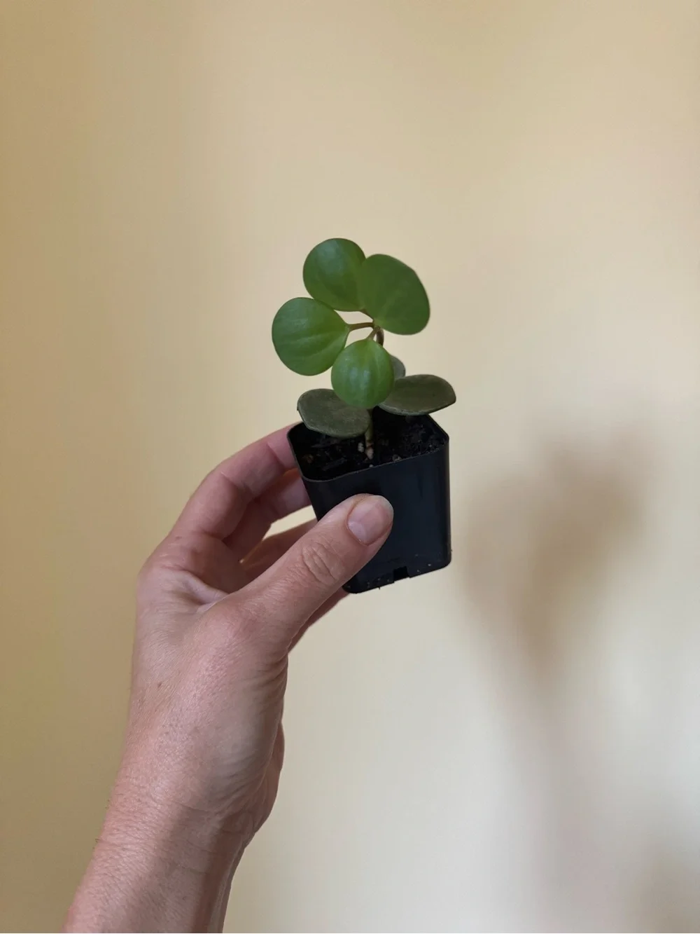 Peperomia Hope Collector Plant – Rooted Cutting – Rare Trailing Peperomia